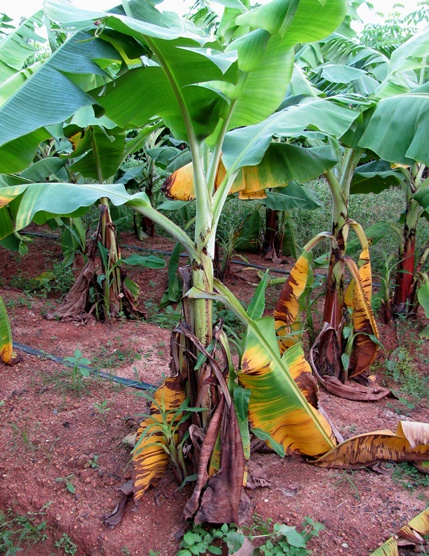 Greetings, Farmers! How do you control this in your #Banana plantation farms ?!