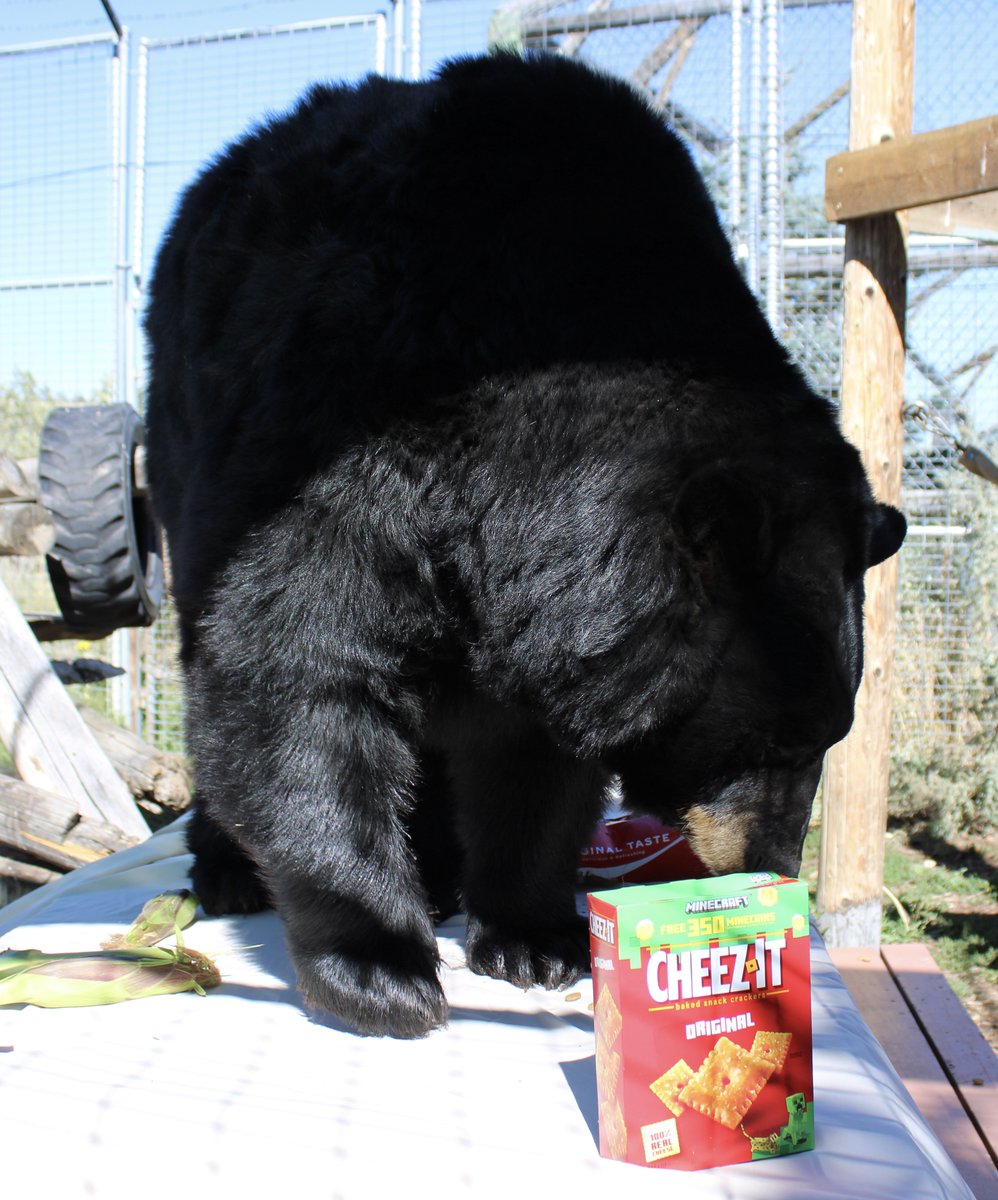 Yellowstone Wildlife Sanctuary tweet media