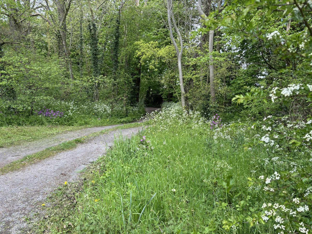 An overture of delicate snowdrops and joyous daffodils, their performance complete, they take a bow. Now centre stage the adagios of cow parsley, and blossom bounce lazily along with sweet notes of bird song. Sounds of Spring brought to you from my home, orchestrated by Nature.