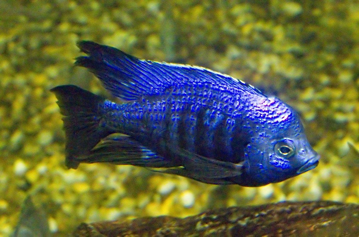 Today's #AnAnimalADay is the Azureus Cichlid! This fish is native to Lake Malawi in Africa, but do to its vibrant color and calm demeanor, it's widely popular in home aquariums. Only matures males are bright blue. Juveniles and females are silver. The blue helps attract mates.