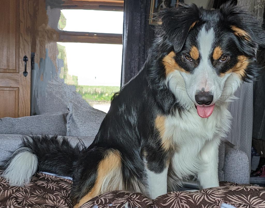 Jings, but I hope he's just sleepy and not eyeing me up for dinner #TongoutTuesday #BrocTheBorderCollie