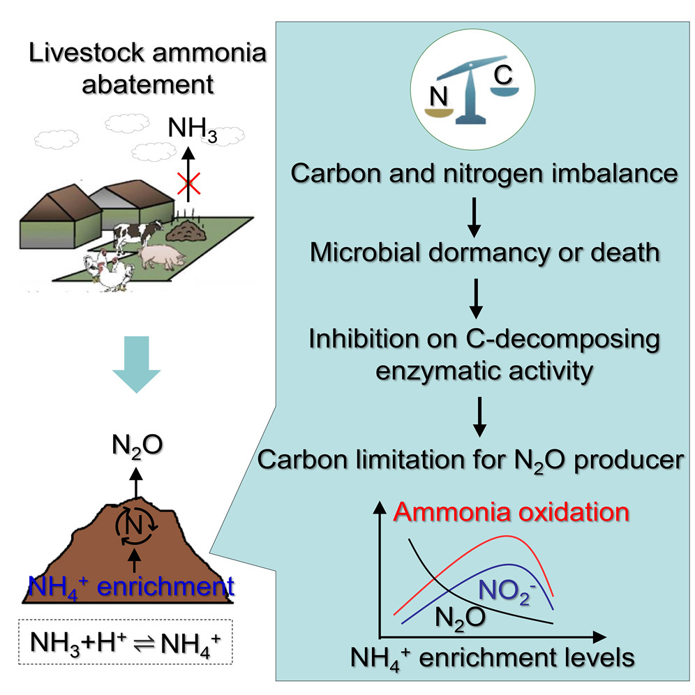 A new article by Cao & colleagues explores possible solutions to reducing N2O emissions in manure management, as well as potential mechanisms driving its accumulation. Read here: cell.com/one-earth/full…