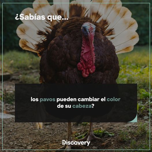 Los pavos tienen una característica única que le permite a su cabeza cambiar de color según su estado emocional, pasando de rojo a azul o blanco. Somos el @grupo_fauna #CubaZoo #MINAGCuba