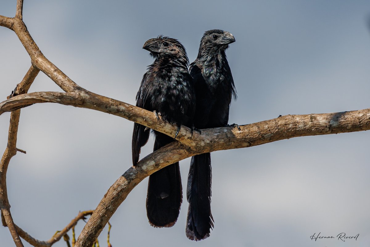 A pair of Groove-billed Ani (Crotophaga sulcirostris) in the backyard, basking in the morning sun for #twosday.
Ladyville, Belize
23 April 2024
#BirdsOfBelize #BirdsSeenIn2024 #birds #birding #birdwatcher #birdphotography #BirdsOfTwitter #BirdsOfX #NaturePhotography