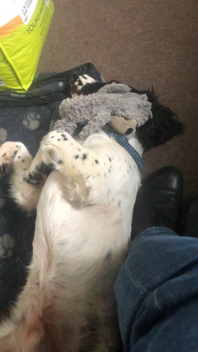 Time for another pup-date from pub dog Bruce! 🐾 'After a long and tiring walk up Burton Fell, accompanied by Oscar, I was so tired I could barely keep my eyes open. I just had enough time to grab my favourite teddy before I was fast asleep!'