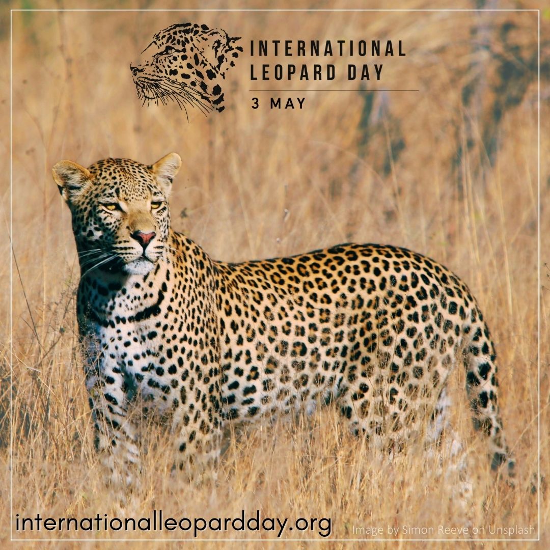 The day is #leopard-crawling closer! Make a note in your diaries for Friday 3 May &make plans to channel your inner spotted cat on #InternationalLeopardDay 😉
Tag @LeopardConf in your posts &spread some leopard love on your socials with #LoveLeopards & #ForTheLoveOfLeopards 🐆🐾