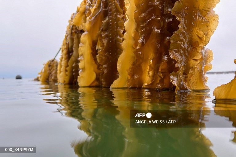 AFPphoto's tweet photo. A leader in US seaweed farming preaches, teaches and builds a wider network.
📸 Angela Weiss #AFP https://t.co/xI5Ye2yVmb