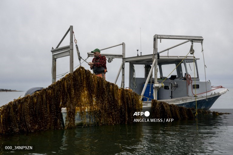 AFPphoto's tweet photo. A leader in US seaweed farming preaches, teaches and builds a wider network.
📸 Angela Weiss #AFP https://t.co/xI5Ye2yVmb