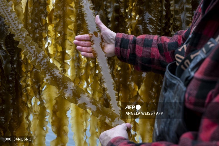 AFPphoto's tweet photo. A leader in US seaweed farming preaches, teaches and builds a wider network.
📸 Angela Weiss #AFP https://t.co/xI5Ye2yVmb