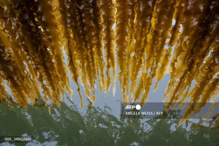 AFPphoto's tweet photo. A leader in US seaweed farming preaches, teaches and builds a wider network.
📸 Angela Weiss #AFP https://t.co/xI5Ye2yVmb