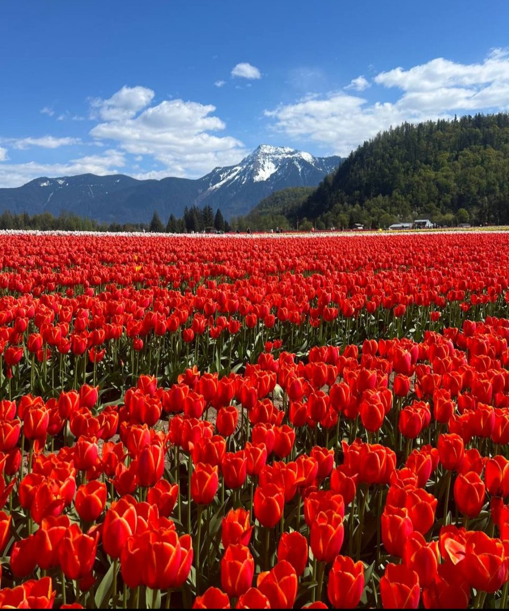 Standing before a stunning background, the vibrant red sea of tulips steals the show.