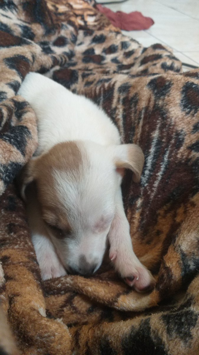 Assixof's tweet image. Ontem eu sair de madrugada, na chuva pra buscar meu novo companheiro, não faço ideia qual nome ele vai se chamar mas amei nossa primeira noite juntos!
Pensando em colocar cagão kkkkkk