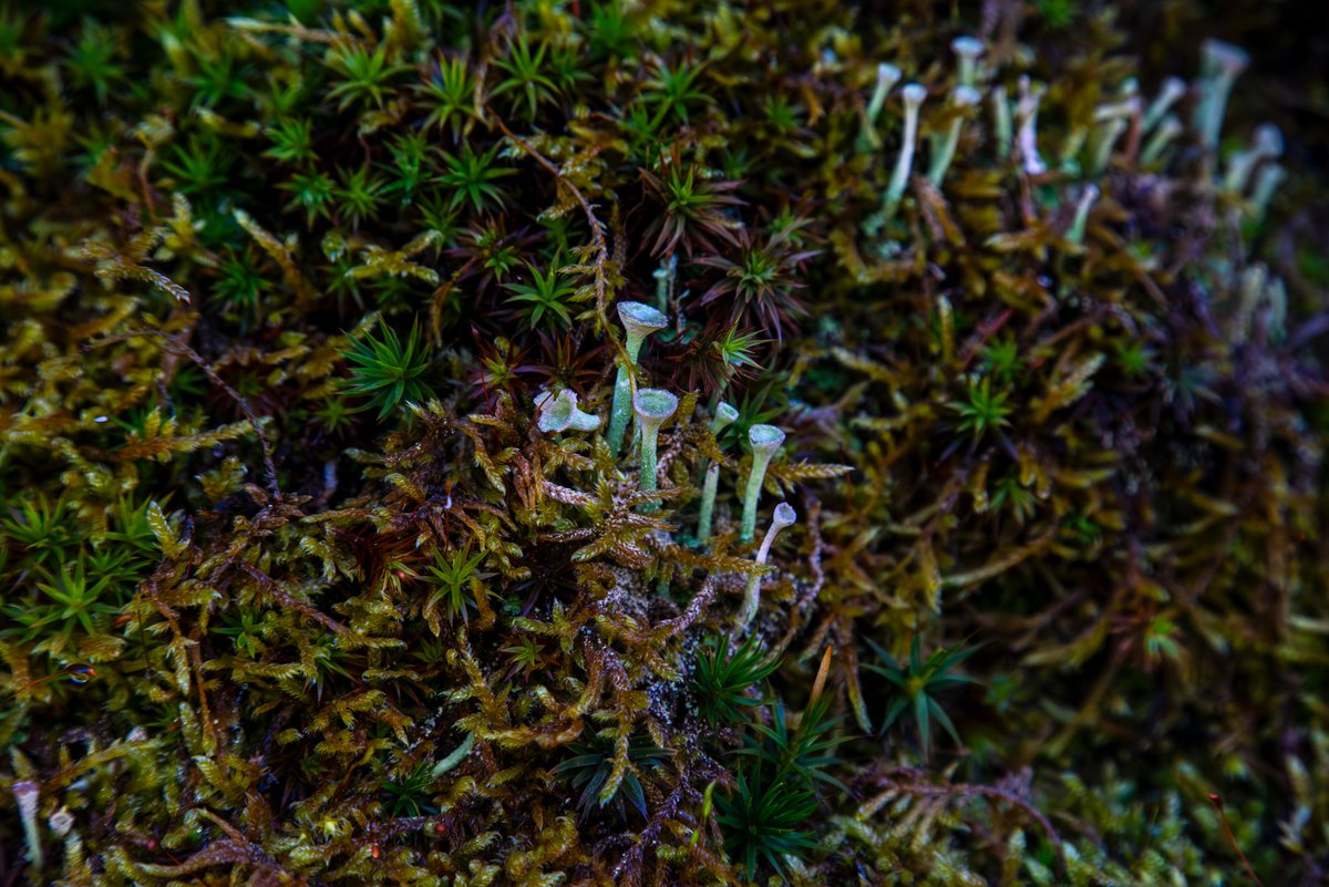 #XNatureCommunity #XNaturePhotography #TwitterNatureCommunity #TwitterNaturePhotography #NaturePhotograhpy #NatureBeauty #moss #Mushroom 
Some kind of mushrooms between the moss. They are looking very fragile!