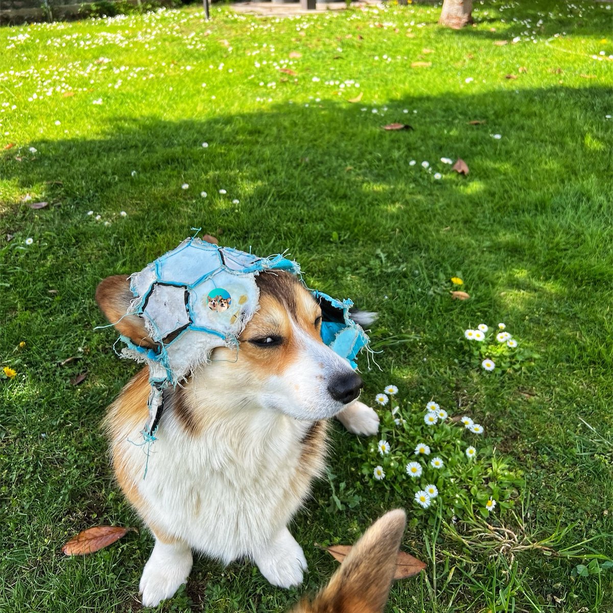 corgiofficial_'s tweet photo. If you love Corgi Tap ❤️ &amp; Drop your comment! https://t.co/2e4cGVCsD5