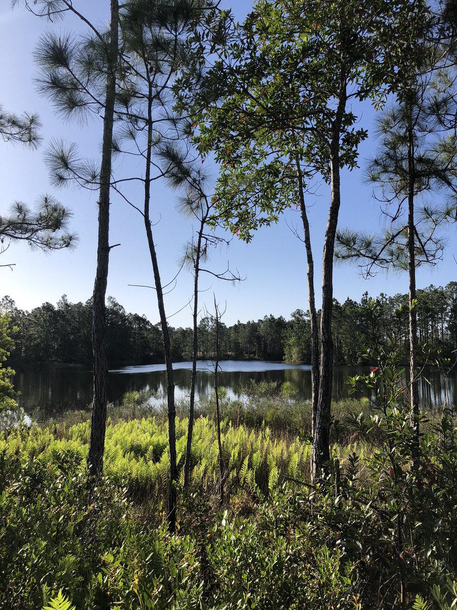 Tarflower_FNPS's tweet photo. 📢 Orange County , FL 🍊 residents. Adopt-a-Tree 🌲 Saturday, April 27, 2024, while supplies last. 
8 am to 12 pm
UF/IFAS Extension Orange County, 6021 S. Conway Road, Orlando, FL 32812
Two trees per household 
#adoptatree #treemendous #planttrees #treecanopy https://t.co/3n3Z7L6sCo