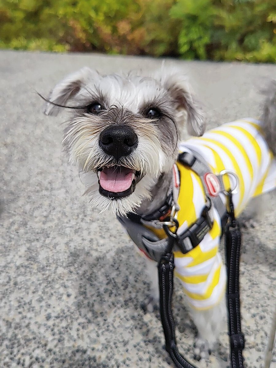 今日は１ワンずつのお散歩だよ～🐶
#miniatureschnauzer
#ミニチュアシュナウザー
#いぬのいる暮らし
#doglover #dogoftheday