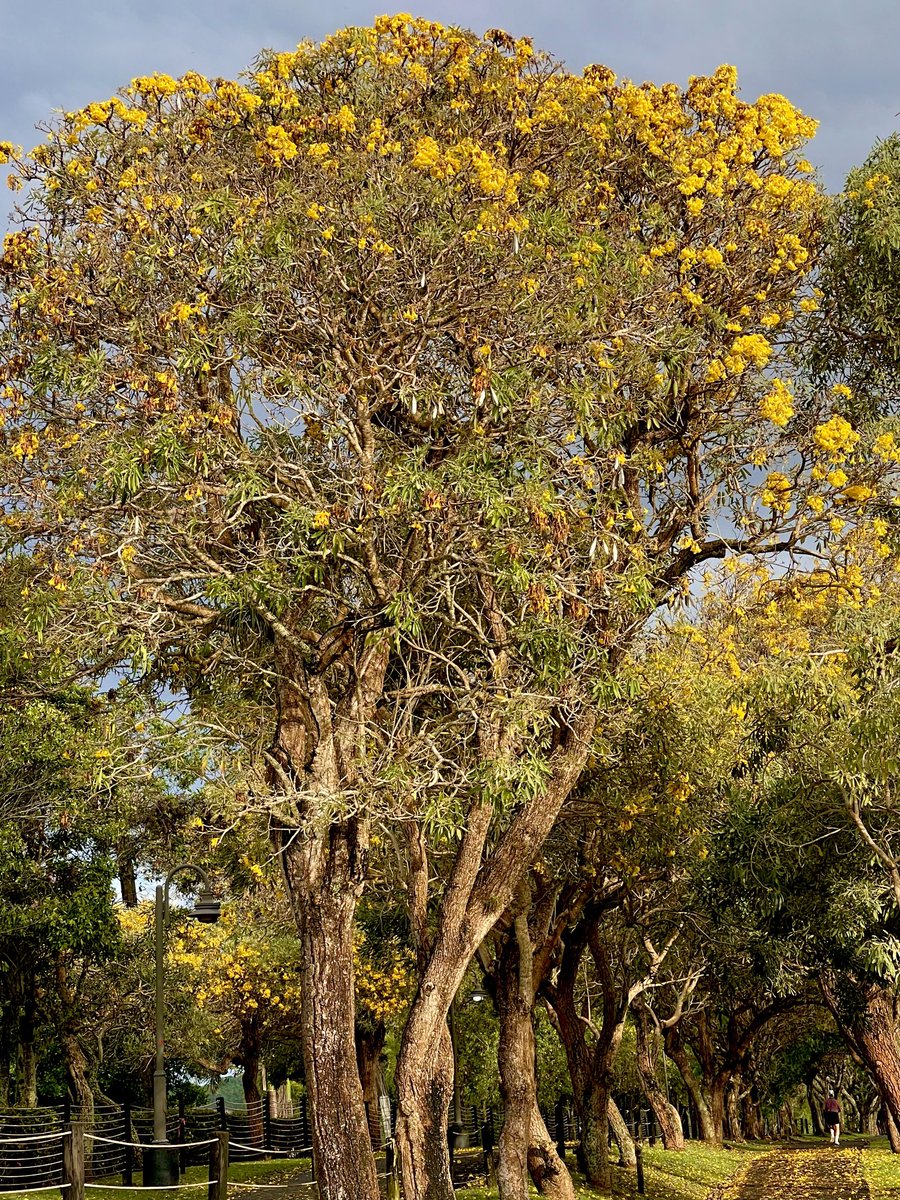 Yellow oak trees today. #treeday #thicktrunktuesday #nature #treelover #yellowflowers #mymorning🏃‍♀️‍➡️