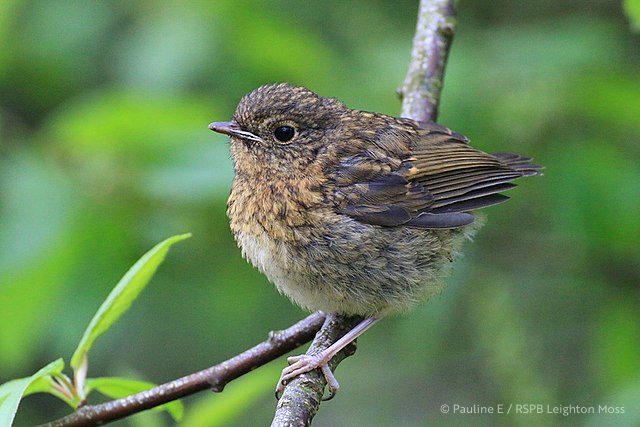 #BabyBirdWatch: Fledgling Robins are out and about! 😄 These tiny chirpers emerge from nests about 2 weeks after hatching, though still rely on mum & dad as they learn to fly. Enjoy watching their adventures - but remember to give them space!