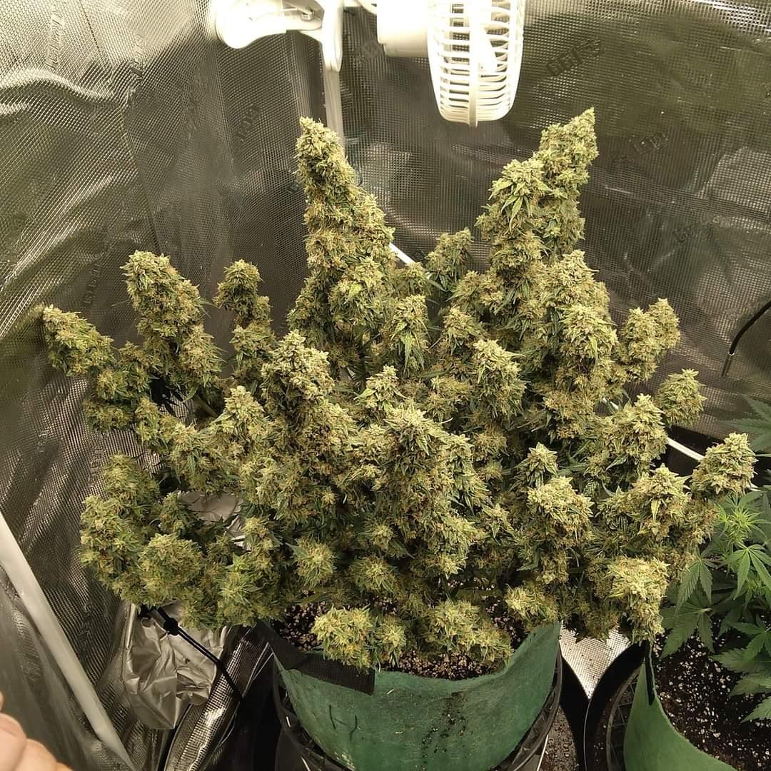 insidecannabis1's tweet photo. JackHerer 🍁💪
Oldie but goldie 😉🪴

#insidecannabis #smokeweedeveryday #high #cannabis #cannabiscommunity #weed #marijuana #thc #cbd #cannabisculture #weedporn #weedstagram #hightimes #stoner #indica #sativa #hemp #maryjane #ganja #growyourown #smoke #cannabissociety #weedlife https://t.co/cqUkrByxT1