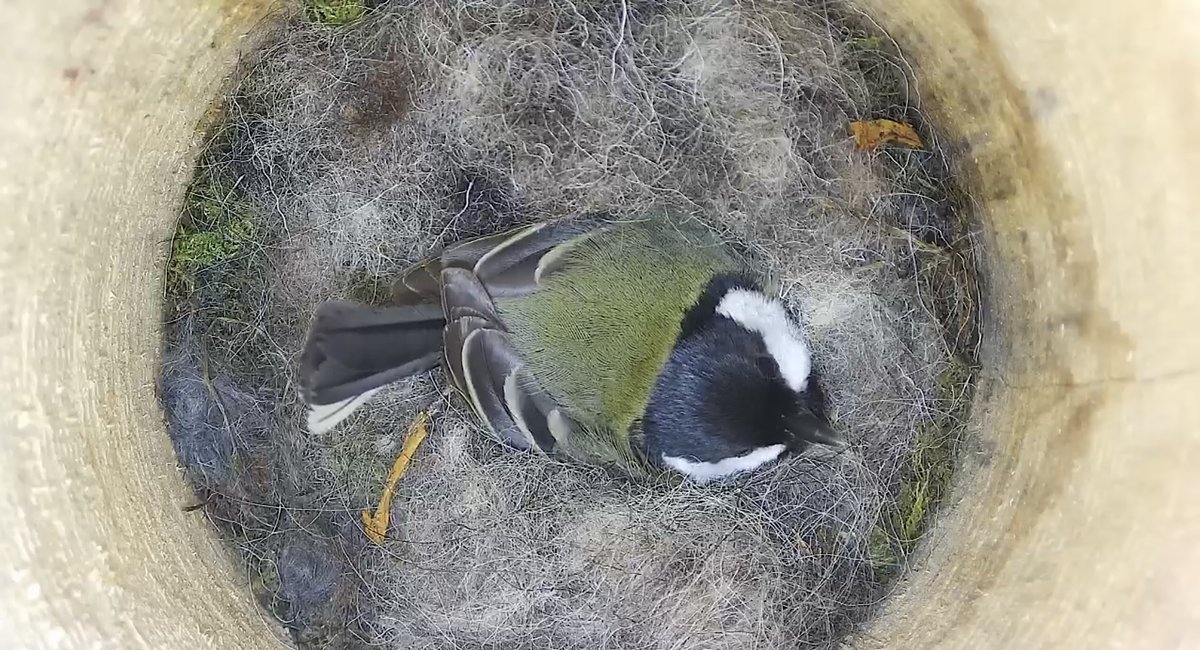 You can now watch this lovely great tit on 8 eggs! These eggs are due to hatch on the 5th May 🤞🤞 wildlifekate.co.uk The Boot Wrens will be back online when the chicks hatch and there is more activity at the nest. #NestEnders2024 #GwylltHollow