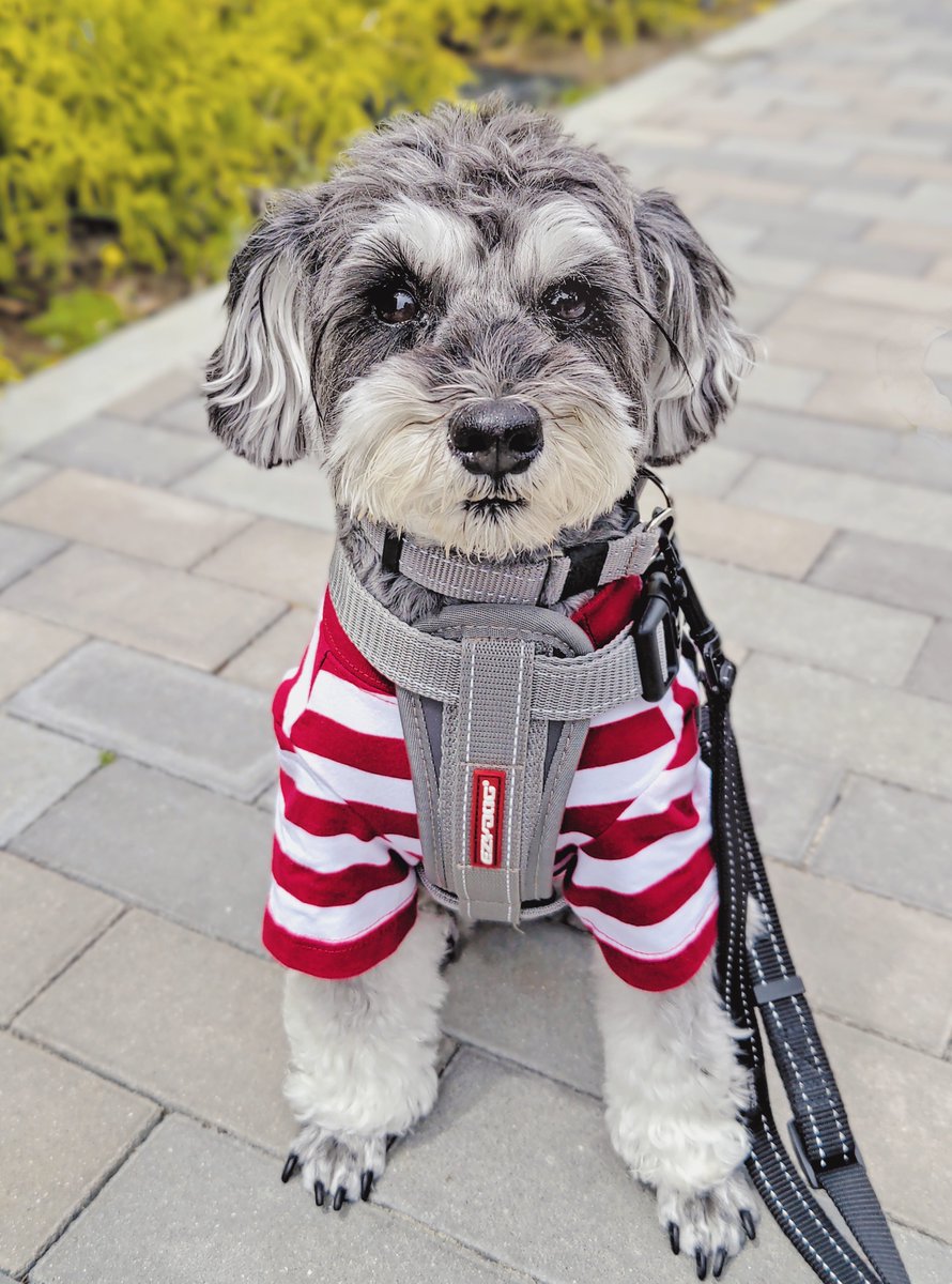 出すものだしてスッキリしたからもう帰ります🐶
#安定の歩行拒否
#miniatureschnauzer
#ミニチュアシュナウザー
#いぬのいる暮らし
#doglover #dogoftheday