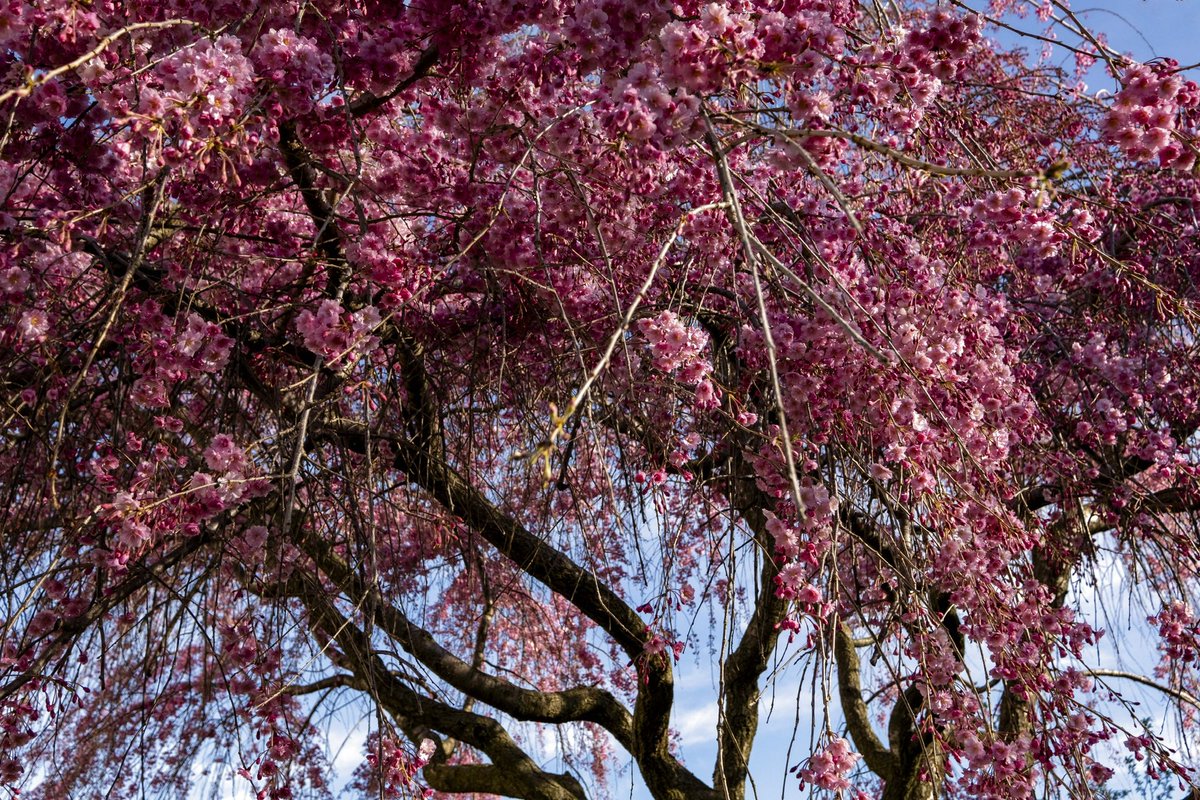 A profusion of #pink. Exploding in cascades. Tickling the #light. And tasting the #day. #spring #flowers #april #flower #mood #bloom #nature #sunlight #fujifilm #moment #landscape #life #outdoors #new #photography #morning #story #tree #cherryblossom #color #blossom #blue #sky