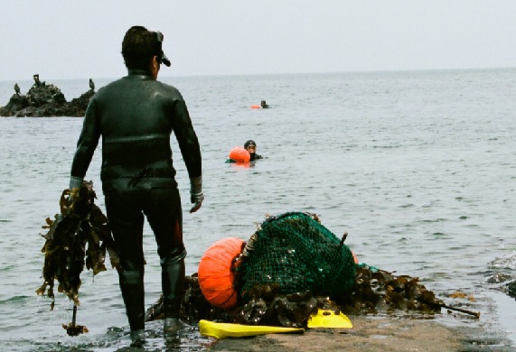 It's kelp floating. The first records of Haenyeo (Sea women in Korean) came fr 1629, and for 350 yrs they used to dive wearing cotton clothes until 1970s started wearing rubber wetsuits. During dives, they gather shellfish n kelp to sell for food, using bare hands or a knife