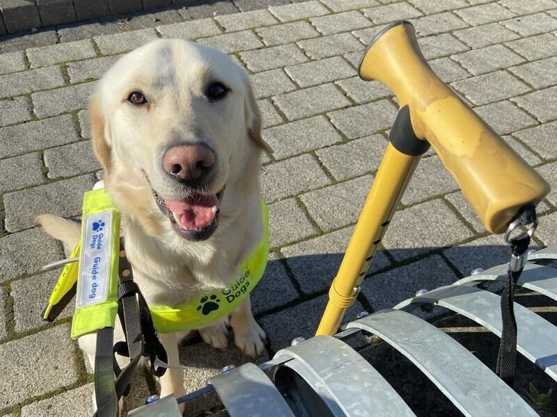 It's International Guide Dog Day so we are throwing it back to this great post from Ambassador, Chloe Tear. She shared her journey of how she got her beautiful Guide Dog, Dezzie: accessable.co.uk/articles/the-p…