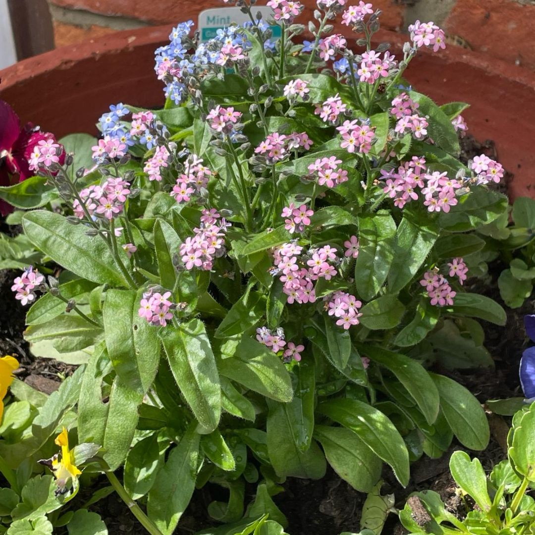 We love it when our gardens come to life and our Beamsley House garden is looking blooming lovely, isn't it? 🌷🌼 #Gardening #Gardensinbloom #EastSussex