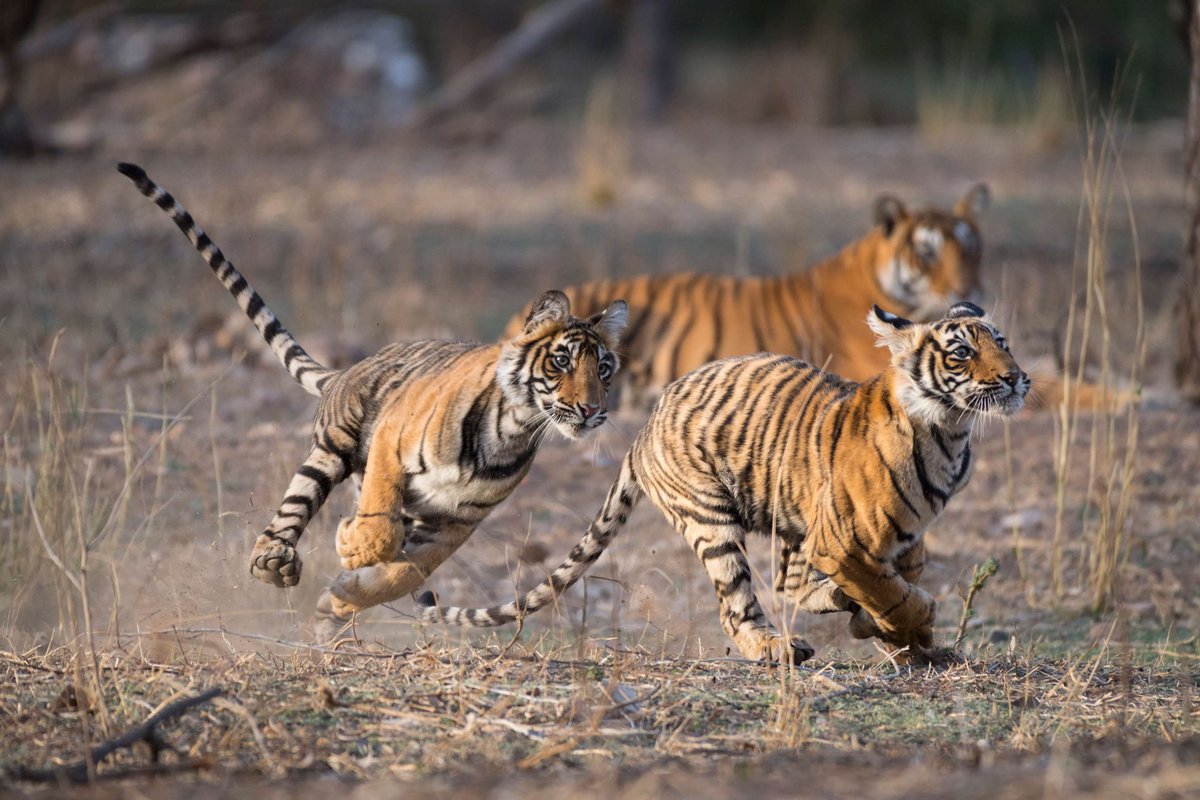 We know that a #FutureWithTigers also supports meeting global biodiversity and #climatechange targets. Take a look at how global partners are taking action: ow.ly/ElZm50Rixx7 #tigerfinance #investintigers