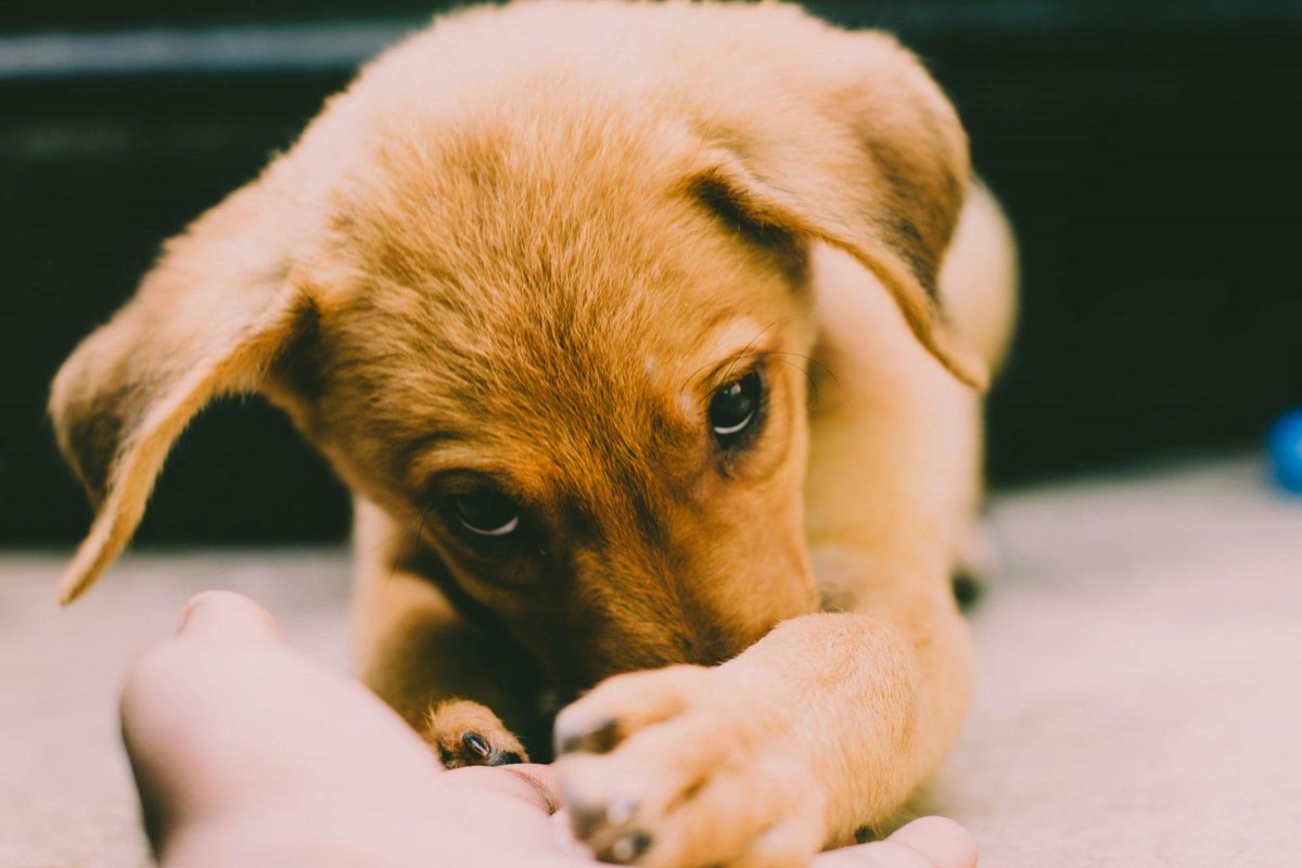 What are the driving factors for getting a dog?

According to Statista, 51% of people said it's because they bring happiness, 47% cited their dogs provided ‘love and affection’, whilst a further 35% said they provided companionship. 

#NationalPetMonth #PetOwnership