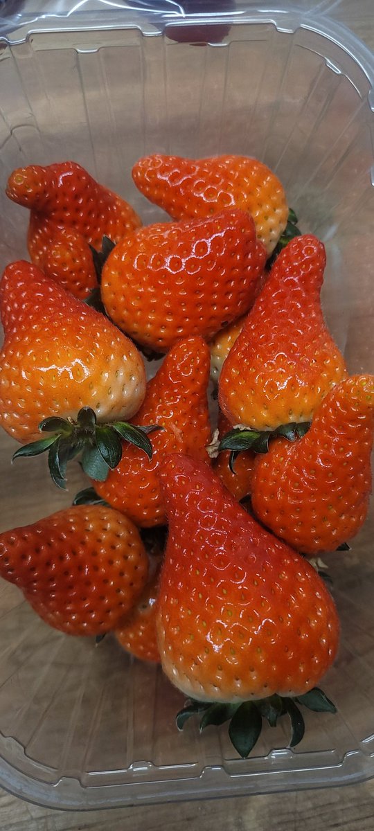 PantryMolly's tweet photo. Super exciting, the first local strawberries just arrived!

Produced in Northamptonshire under glass.

Absolutely the best strawberries 🍓 

#locallyproduced #strawberry🍓 #strawberryseason #locallygrown #mollyspantry https://t.co/Fv2Uvx4Bbk