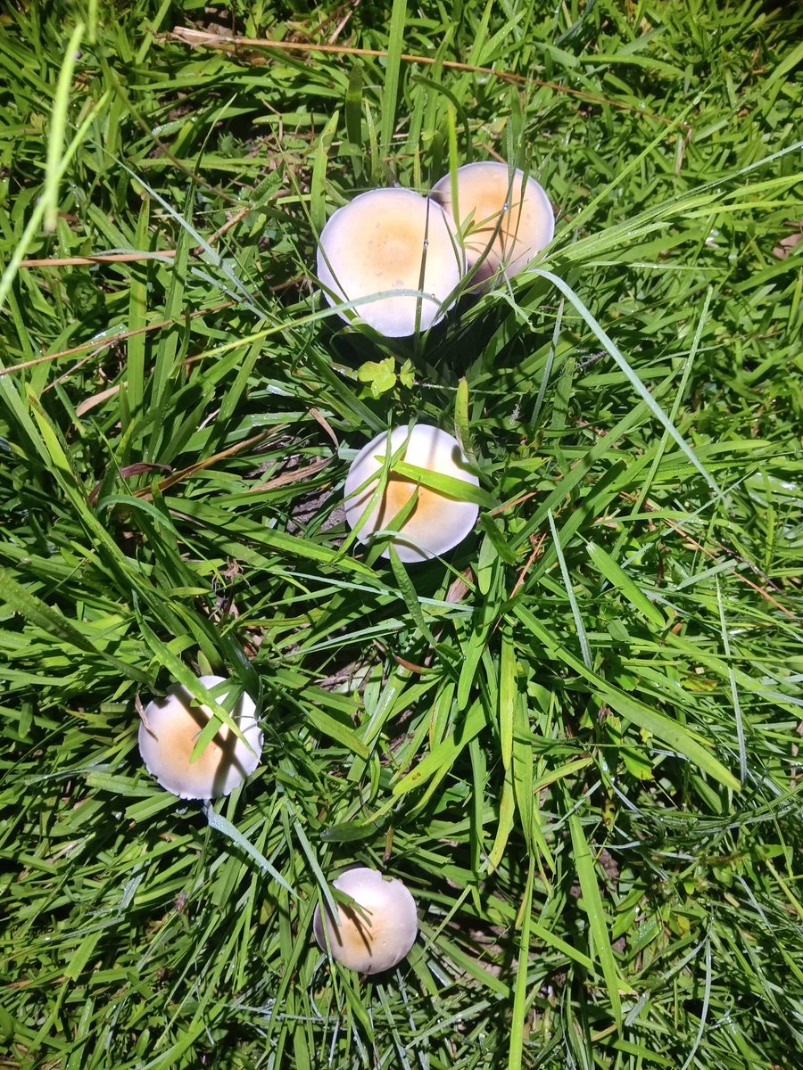 Who's ready for the fungi hunting season? #Fungi #Mushrooms #Mushroomhunting #Cubensis