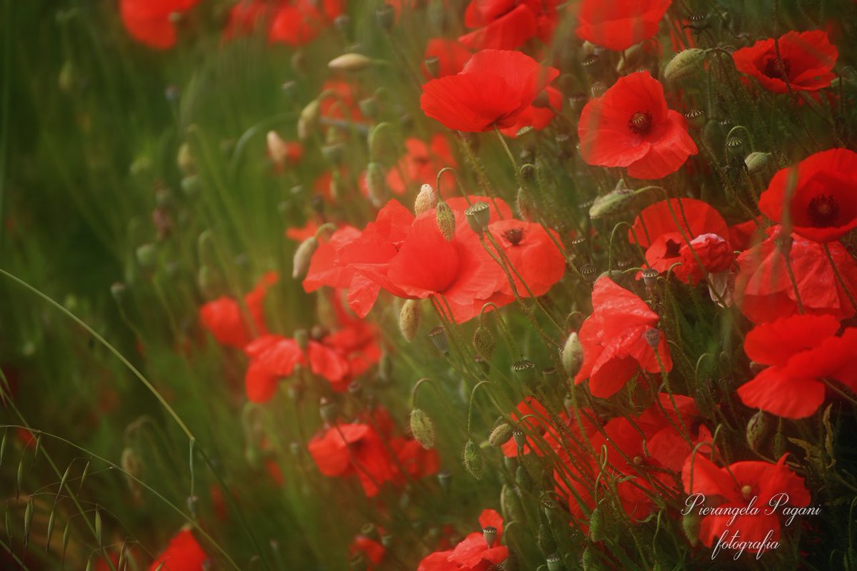 Il baretto 
ha tepore,
i fiori seduti ai tavolini.
Per l'occasione mamma orsa,porta bevande calde.
Si chiacchiera,
si guarda il cielo,
per ora nicchia.
Ma domani sarà calore,
nel tempo,
nel sussurro di una poesia.
#sensazionipoetiche.