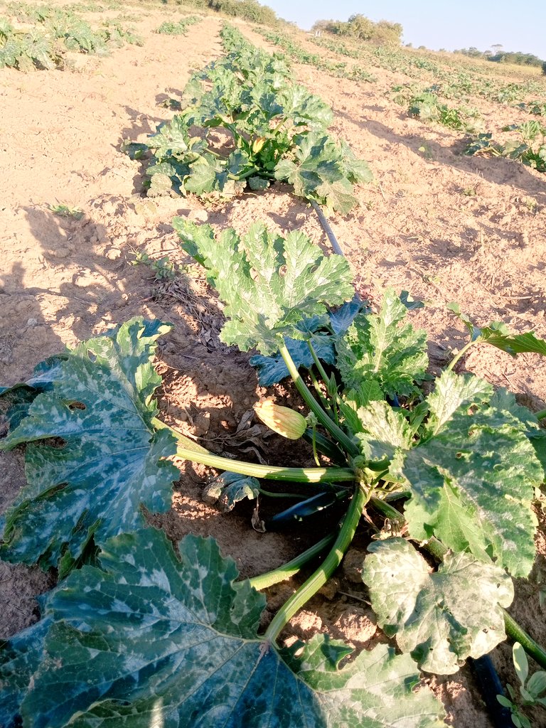 Baby marrow growing at one of our territory! We mean production taking our clients from planning to production and marketing of the produce! #rimasomething