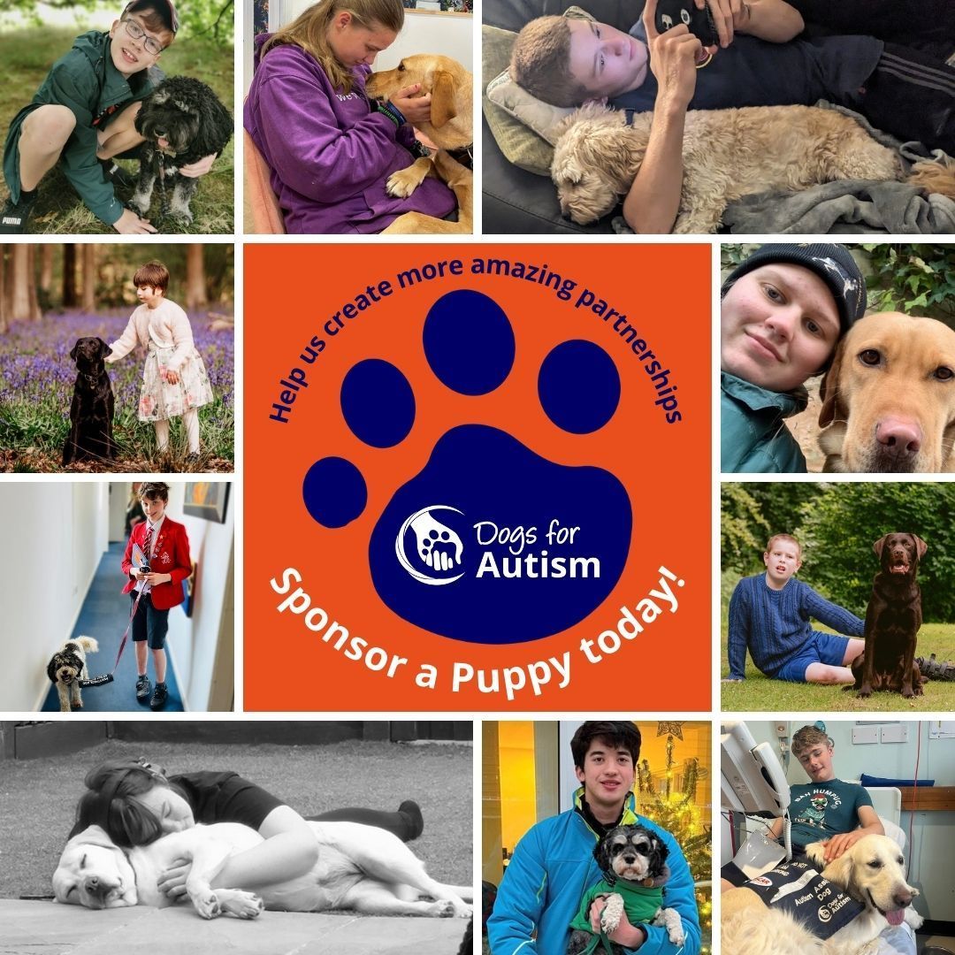 Change a life today by sponsoring one of our adorable pups! buff.ly/3E5nTif For just £5 per month, receive regular pupdates on your puppy's progress, a cute cuddly toy, photograph, canvas DfA bag and certificate #autism #assistancedog #charityfundraiser #sponsorapuppy