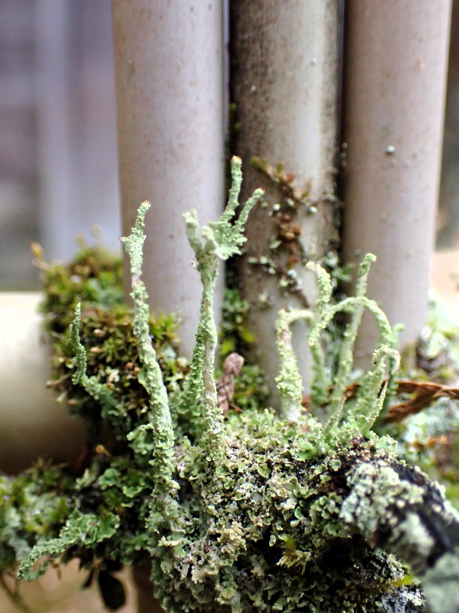 Good night!🌿🌛#fungifriday #lichen #地衣類