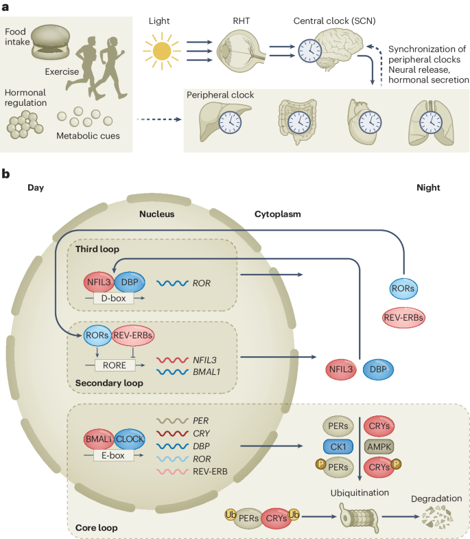 #Circadian regulation of #cancer stem cells and the tumor microenvironment during metastasis nature.com/articles/s4301…