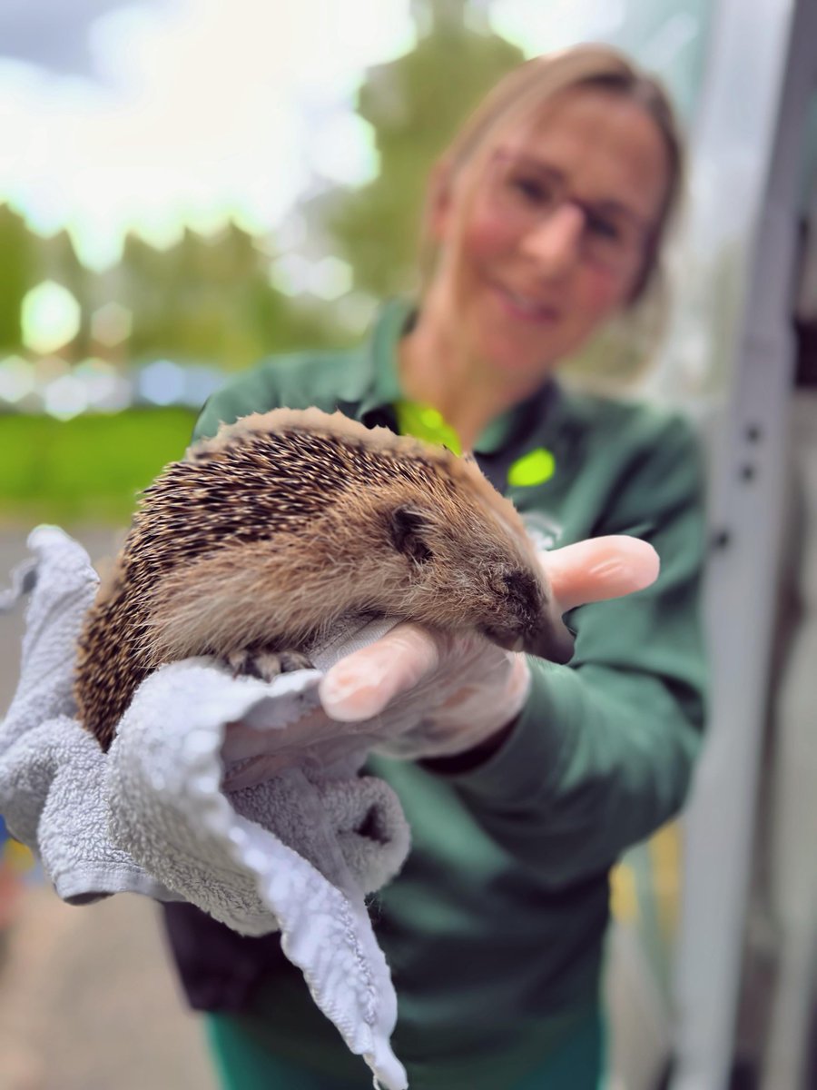 DierenAmsterdam's tweet photo. Net wakker
Verzwakte egel in #Amsterdam Zuidoost. Beetje duf en geen zin om op te rollen. Mocht op all-inclusive vakantie bij ome Gerrit en de tantes, daar had hij wel oren naar.
#Vrijwilligers #Dierenambulance #Amsterdam #Goedemorgen #Goedevandaag https://t.co/Zr2IFSoqDK