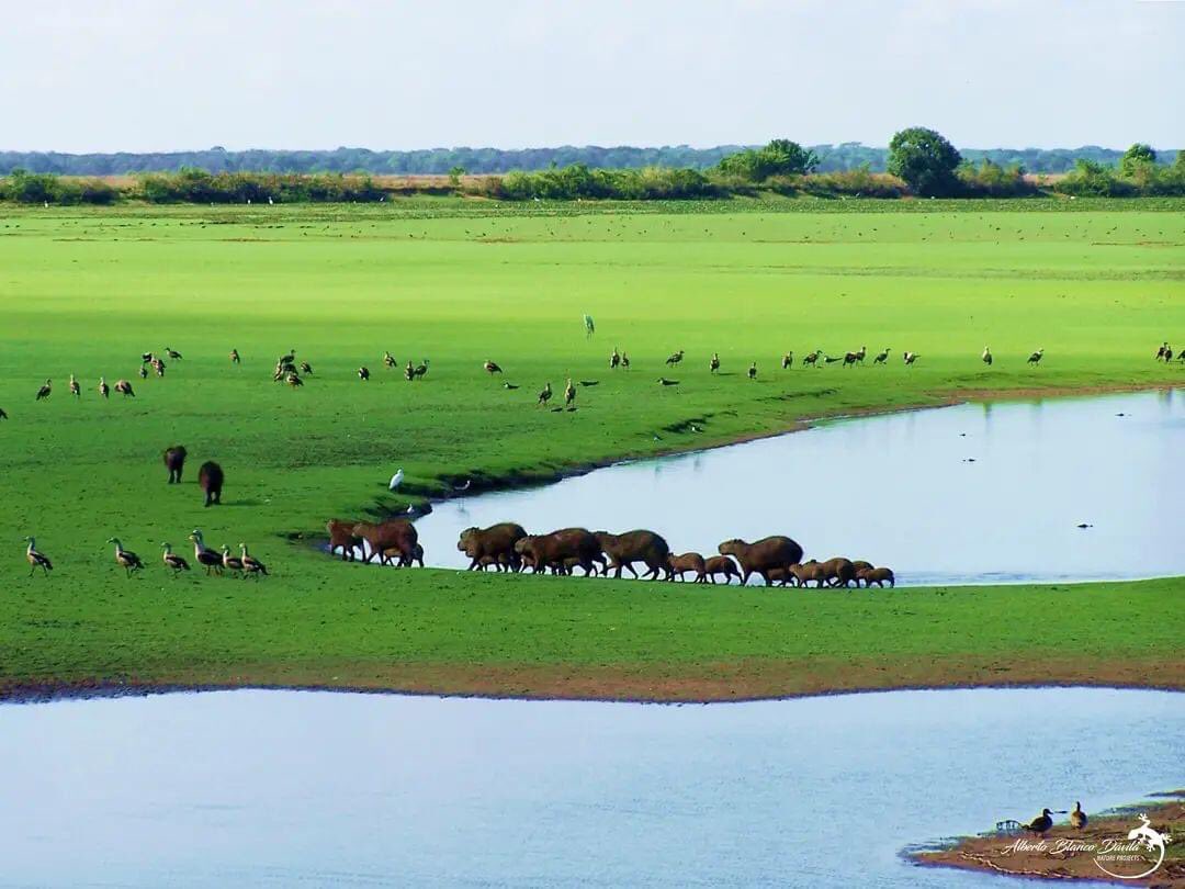 Hermosa postal 
LOS LLANOS VENEZOLANOS… Edo Apure 🇻🇪🇻🇪🇻🇪🇻🇪🇻🇪🇻🇪🇻🇪🇻🇪🇻🇪🇻🇪
📸 Alberto Blanco Dávila 
<a href="/ExploraProject/">EXPLORA PROJECT 🇫🇷</a>