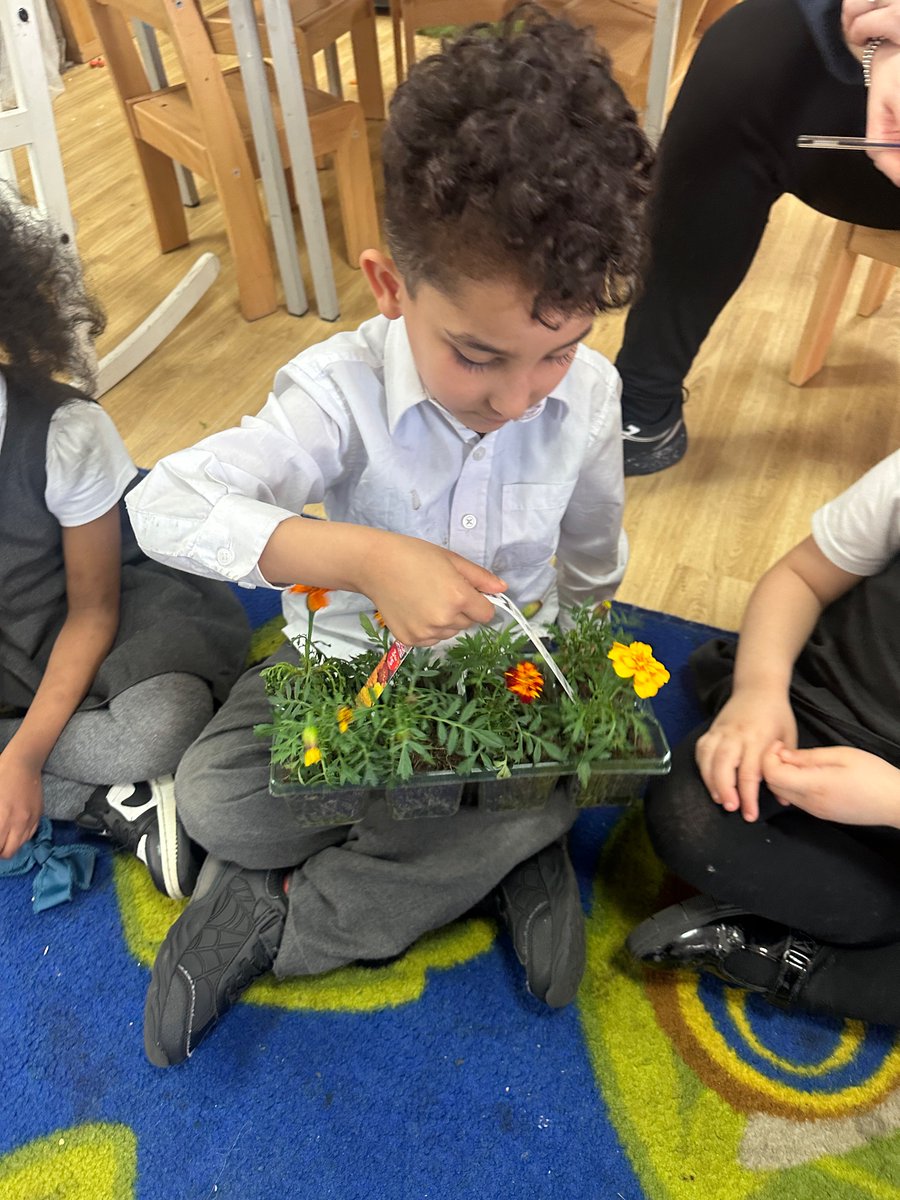 Rec_StSilas's tweet photo. We have been using our senses to explore some plants from Joe’s extraordinary garden. We noticed some of the herbs had strong smells and some of the petals had patterns. 
@stsilasschool  #SilasScience https://t.co/FxSskalNYC