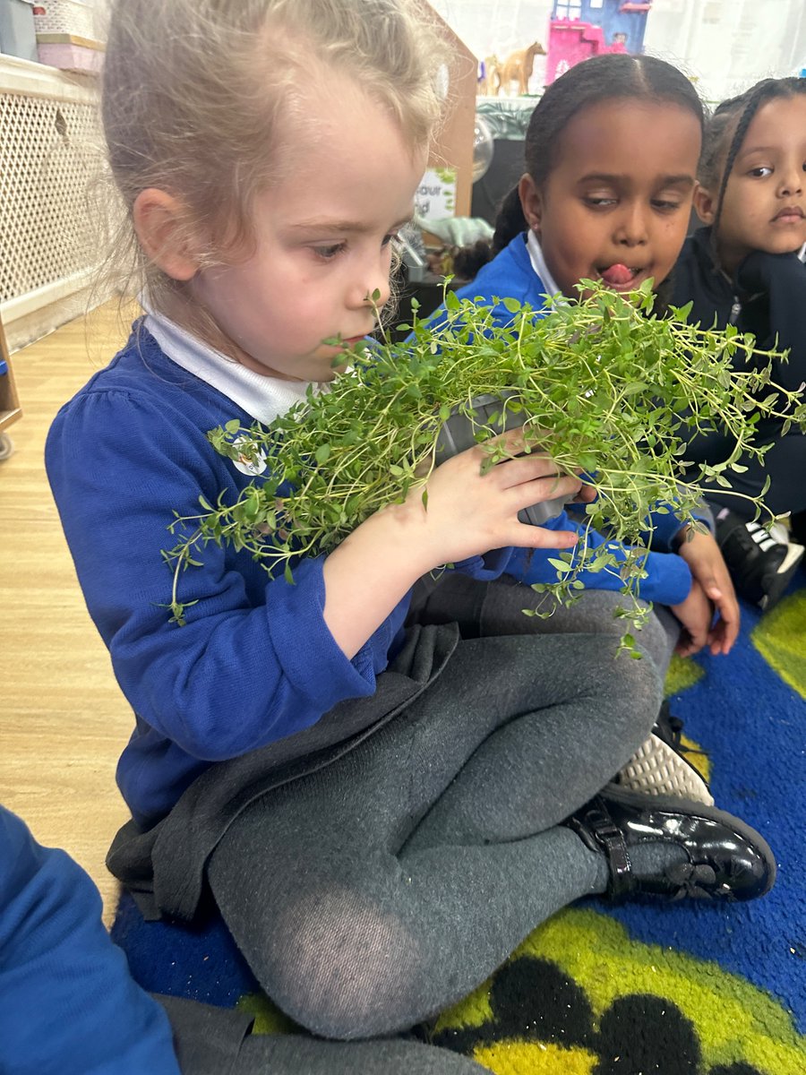 Rec_StSilas's tweet photo. We have been using our senses to explore some plants from Joe’s extraordinary garden. We noticed some of the herbs had strong smells and some of the petals had patterns. 
@stsilasschool  #SilasScience https://t.co/FxSskalNYC