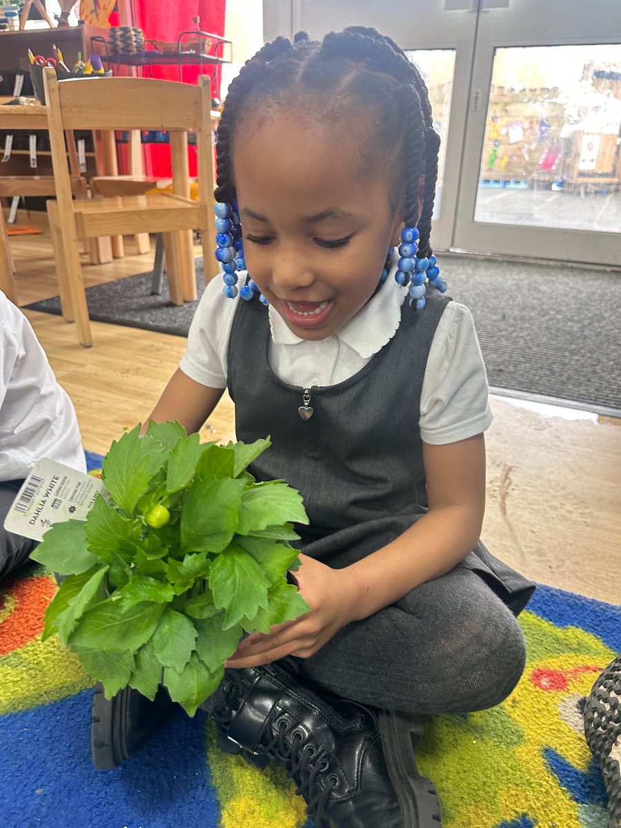 Rec_StSilas's tweet photo. We have been using our senses to explore some plants from Joe’s extraordinary garden. We noticed some of the herbs had strong smells and some of the petals had patterns. 
@stsilasschool  #SilasScience https://t.co/FxSskalNYC