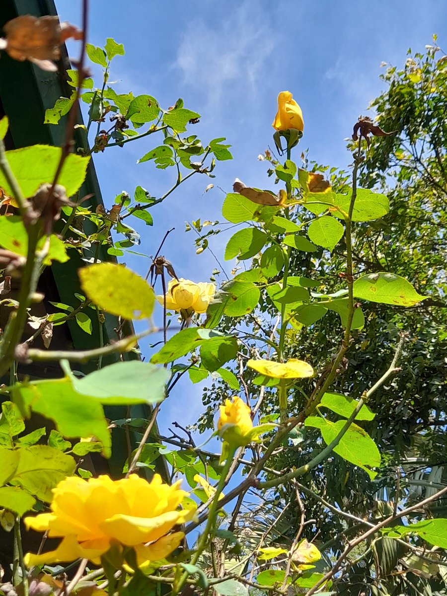 A quartet of roses. #RoseWednesday #alphabetchallenge #weekQ #mobilephotography #GardensHour #garden