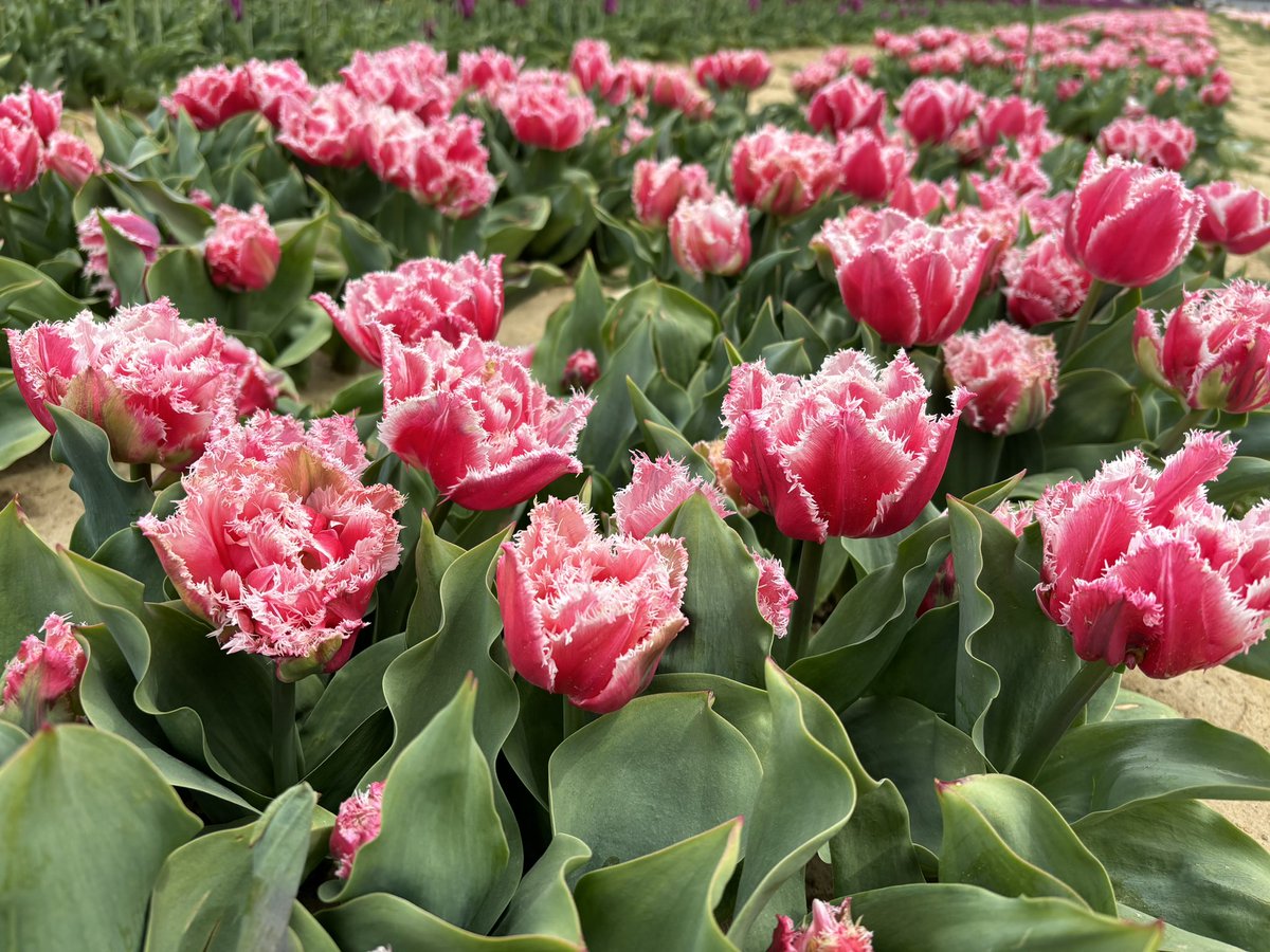 xcdrew's tweet photo. A little late, but Happy #EarthDay2024.  Who knew there are so many varieties of #tulips? I was surprised to see all the different shapes and colors. Let’s make #EarthDayEveryDay so that we can continue enjoying the beauty of our world. https://t.co/QqTfbNP2RD