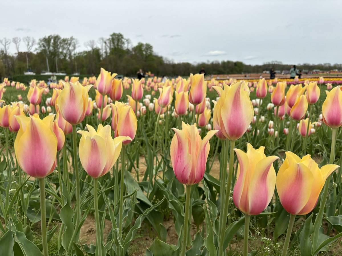 xcdrew's tweet photo. A little late, but Happy #EarthDay2024.  Who knew there are so many varieties of #tulips? I was surprised to see all the different shapes and colors. Let’s make #EarthDayEveryDay so that we can continue enjoying the beauty of our world. https://t.co/QqTfbNP2RD