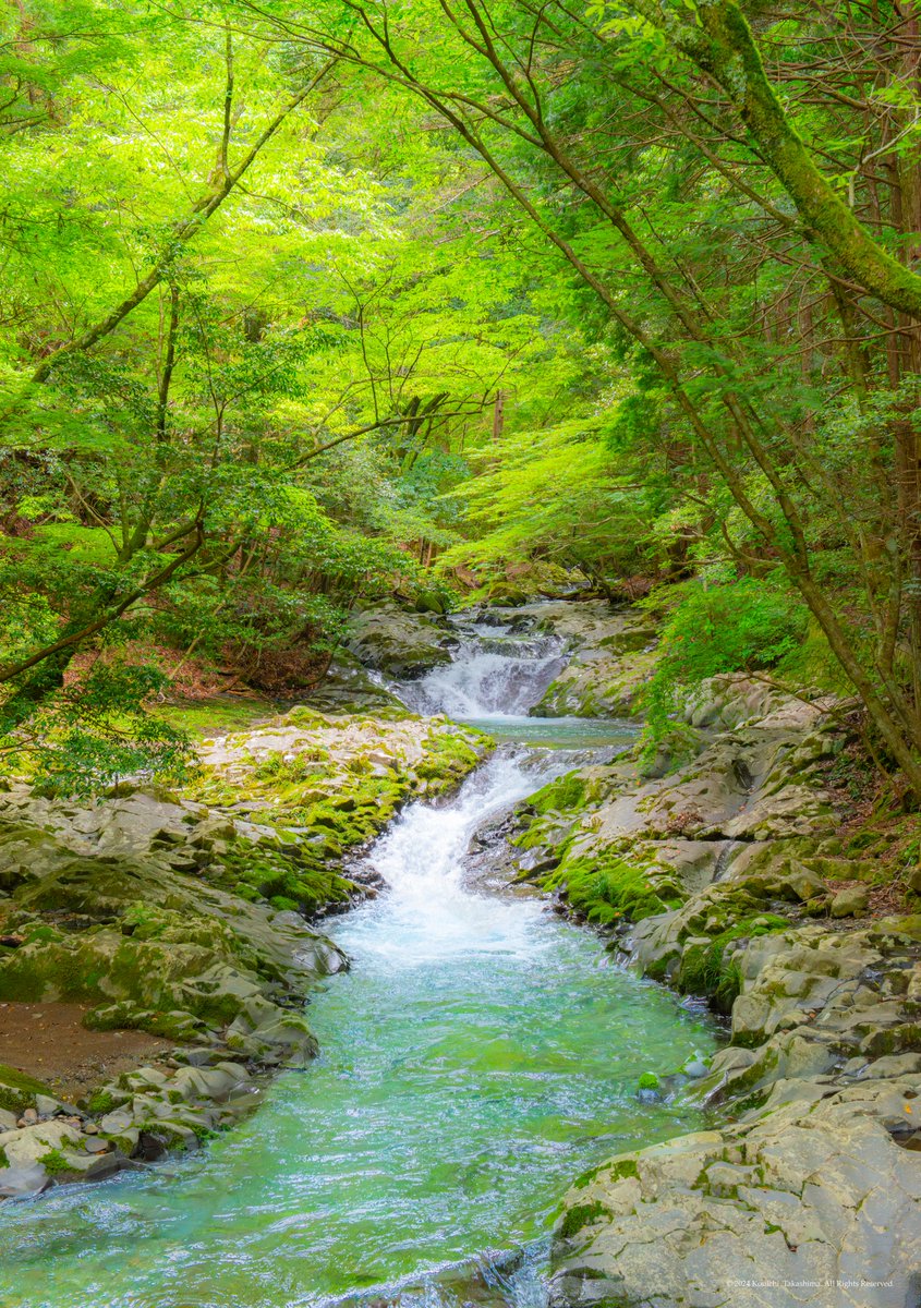 風光明媚な新緑の渓谷が絶景でした✨