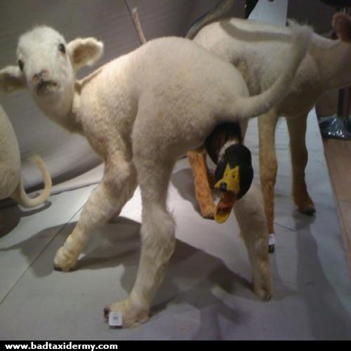 DocMunchie's tweet photo. @CrapTaxidermy https://t.co/RidXg55Wf6