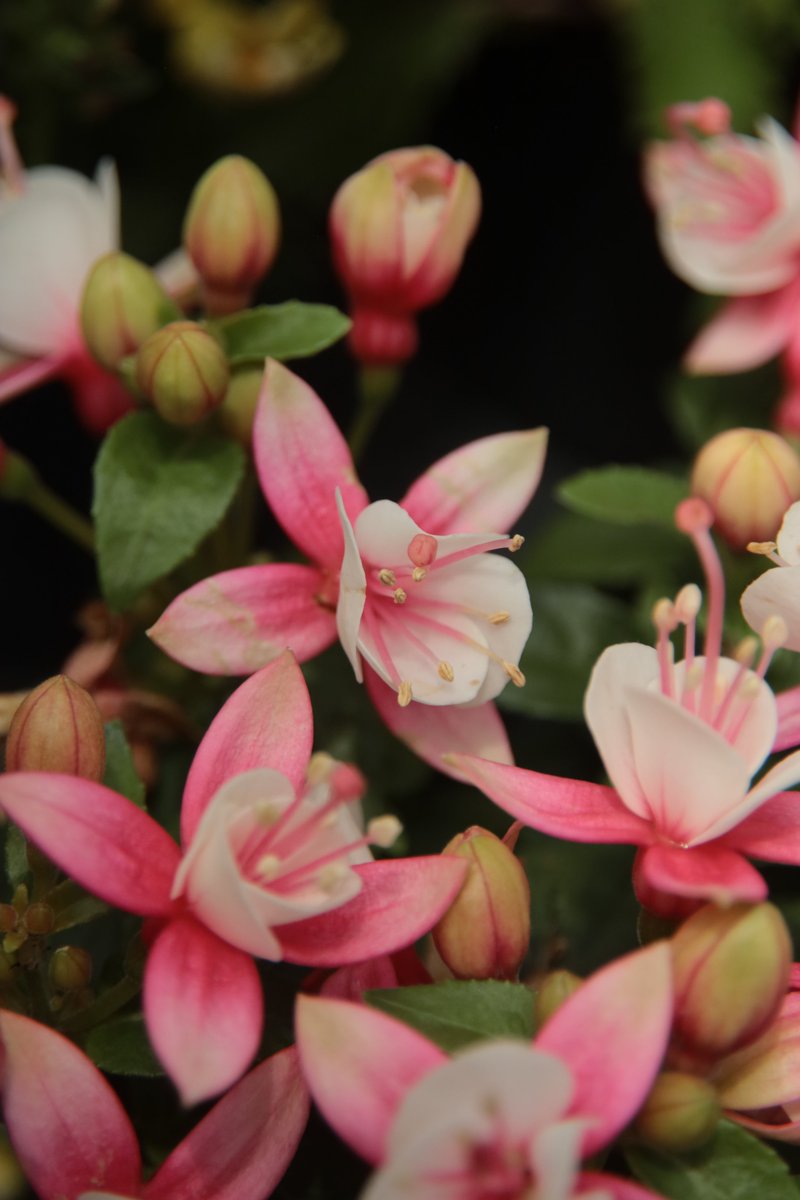 Fuchsia 😁

#Photography #Flowers