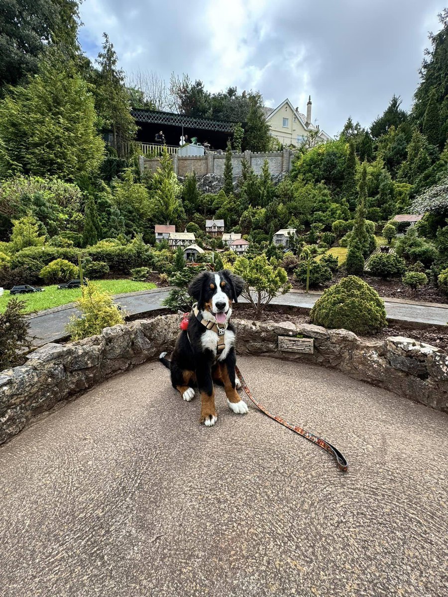 Kovu is our first recruit for the Therapy Dog Pathway, he is currently 5 months of age. Interested in being a part of the Therapy Dog Pathway by Cariad Pet Therapy? If so please get in touch 🐾